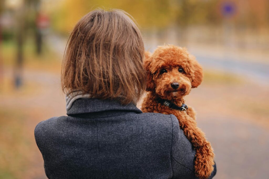 Emotional Support Animal Letter California